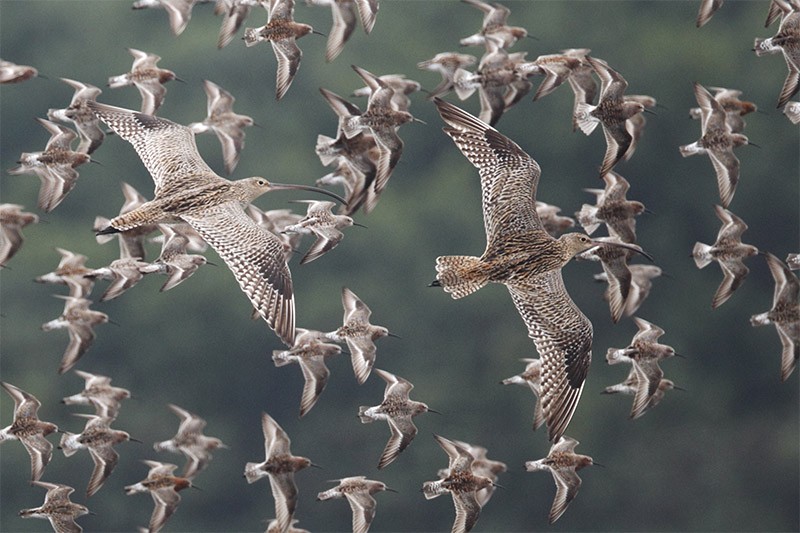 Photo of two Far Eastern Curlew adults, in flight amongst wader flock, Mai Po, Hong Kong, China