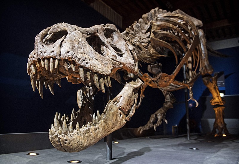 The skeleton of a Tyrannosaurus rex on exhibit in a museum