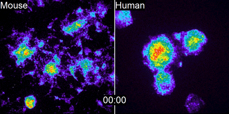 Two panels in an animated gif show differing rates of activity in mouse and human cells