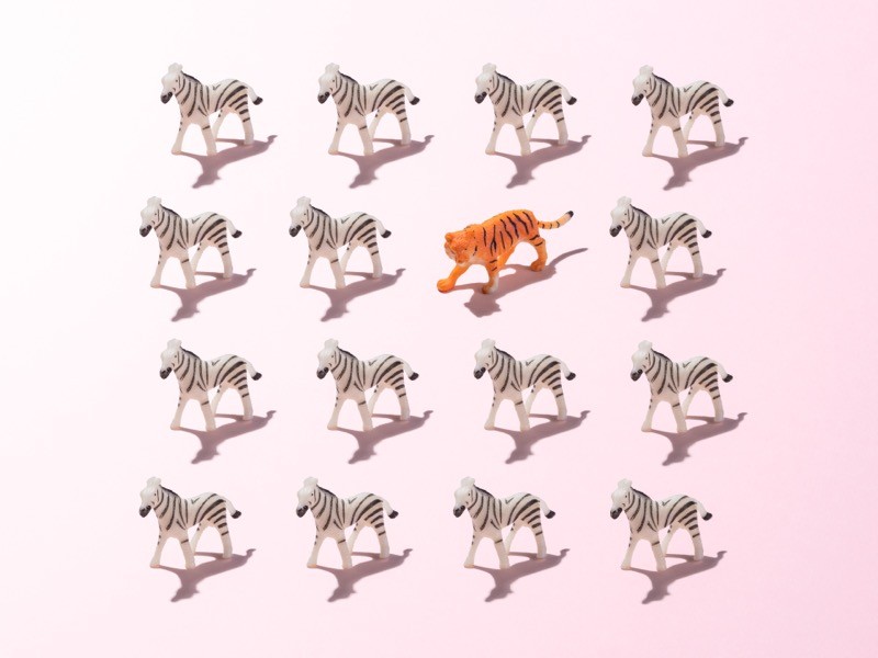 A Toy Tiger in a Crowd of Zebras on Pink Colored Background.