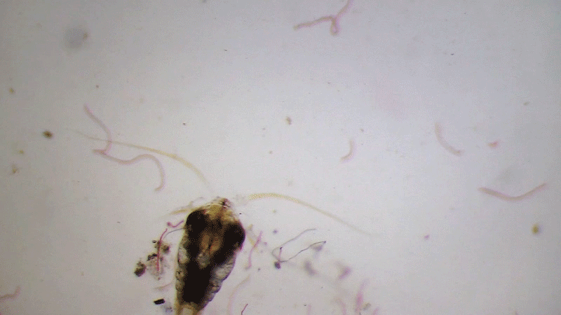 Кадры из морской лаборатории Плимута, на которых красные волокна обволакивают зоопланктон.