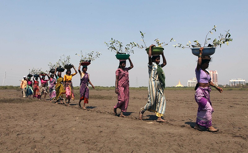 Forest department workers planted mangrove saplings over more than 30 hectares of barren land in Mumbai