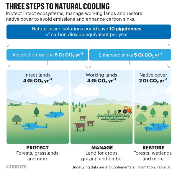 Three steps to natural cooling. Illustration flow chart showing nature-based solutions to save carbon.