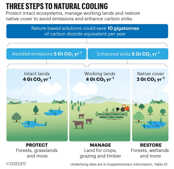 Tres pasos para el enfriamiento natural.  Diagrama de flujo de ilustraciones que muestra soluciones basadas en la naturaleza para ahorrar carbono.