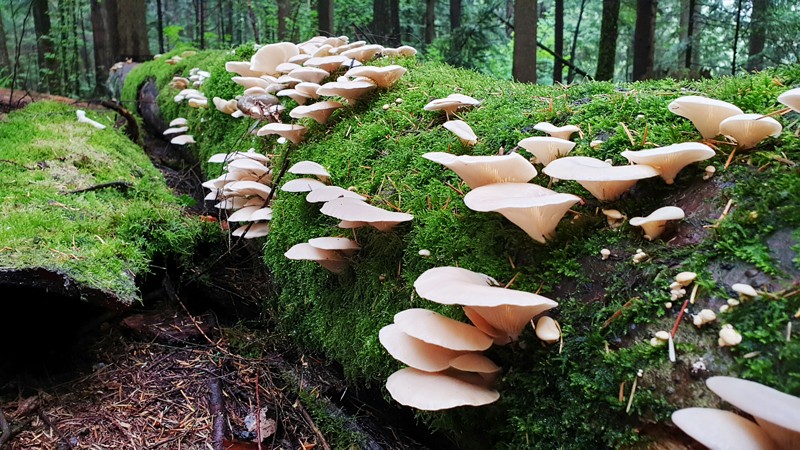 Mushrooms on a fallen tree
