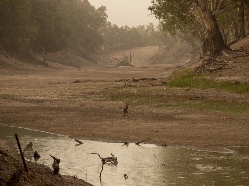 Um canguru é visto no leito seco do rio Darling em 18 de fevereiro de 2020 em Louth, Austrália.