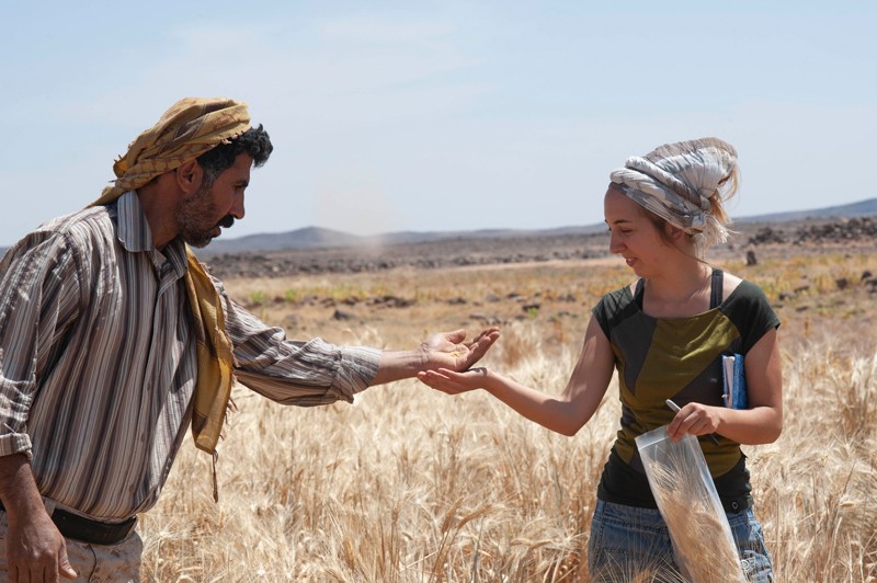 Amaia Arranz-Otaegui and Ali Shakaiteer sampling cereals in the Shubayqa area, Jordan