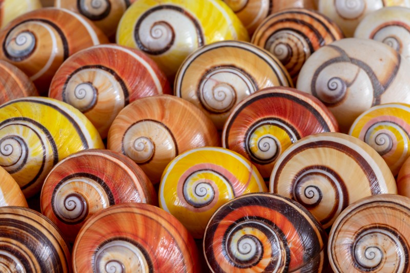 Close up of a collection of Cuban tree snail empty shells