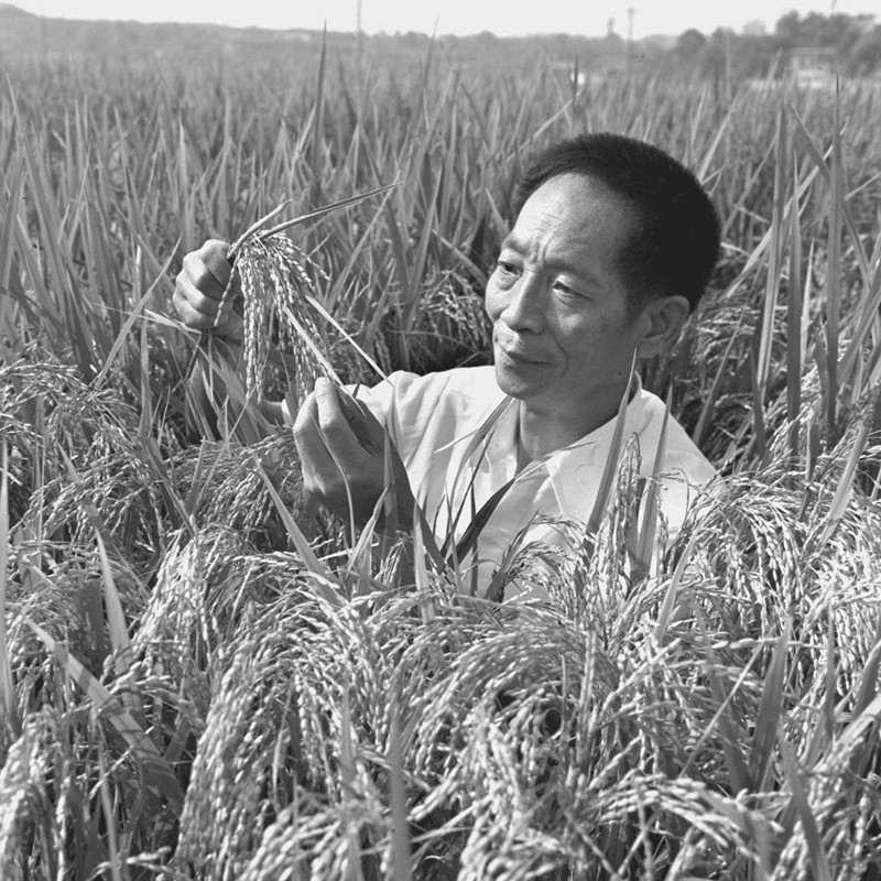 Yuan Longping selecting hybrid rice specimens for a lecture in a rice field in Beijing, China