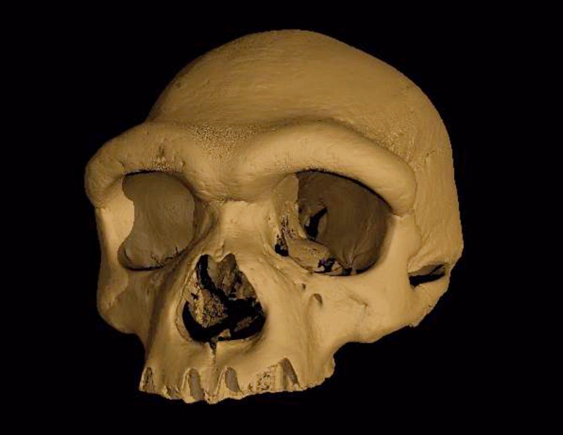A virtual reconstruction of the Harbin cranium