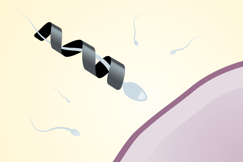 Illustration of sperm wrapped in half a helix heading towards an egg