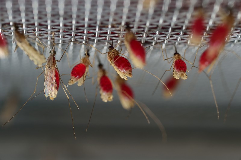 Close up on several Anopheles stephensi mosquitoes, their bodies full of red blood as they feed through a mesh membrane
