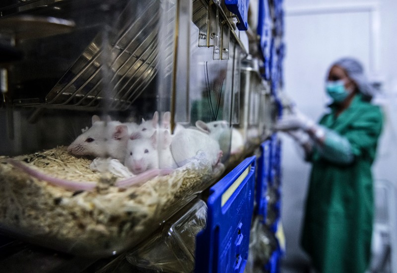 A lab technician in gloves and a face mask inspects white mice huddled together in a plastic container