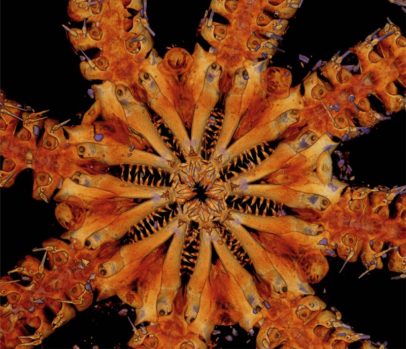 False-coloured image focused on the eight, tooth-filled mouths on the central body of an eight-armed species of brittle star