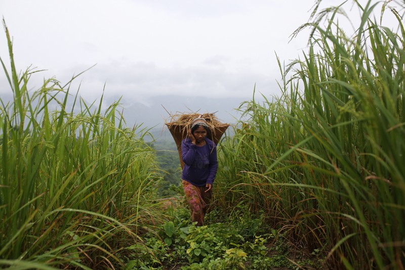 An Indigenous woman carries harvested rice through tall crops