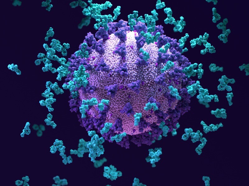 Illustration of antibodies responding to an infection with the SARS-CoV-2 coronavirus particle.
