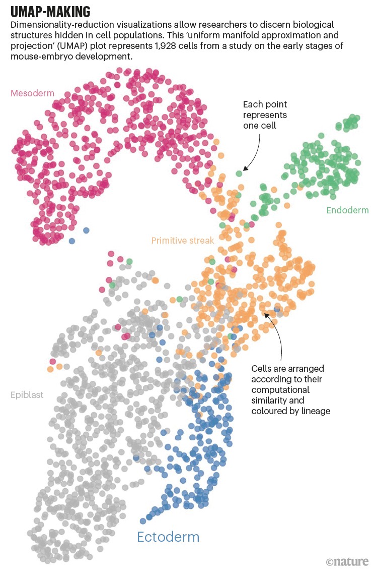UMAP-making. Graphic showing how cells are arranged and coloured to discern biological structure hidden in cell populations.