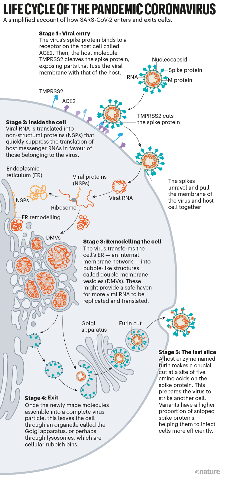 Pandemik koronavirüsün yaşam döngüsü: Virüsün konak hücrelere nasıl girdiğini, adapte olduğunu ve bu hücrelerden nasıl çıktığını gösteren infografik.