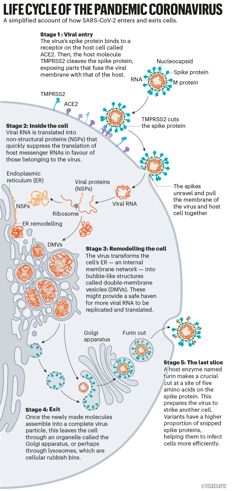 Ciclo de vida del coronavirus pandémico: infografía que muestra cómo el virus entra, se adapta y sale de las células huésped.