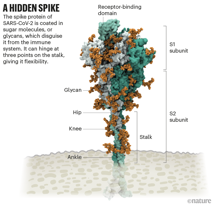 A hidden spike: A graphic showing the structure of the SARS-CoV-2 spike protein and its coating of glycans.