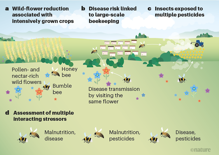 A cocktail of pesticides, parasites and hunger leaves bees down and out