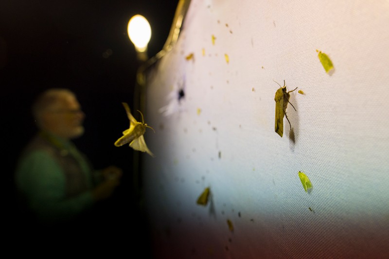 Moths attracted by light land on a white sheet during insect trapping and identification session, researcher in background