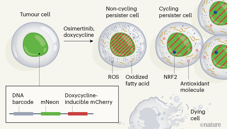 Graphic showing a method to analyse persister cells in tumours