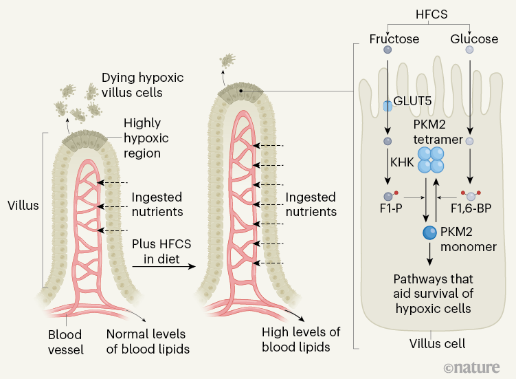 Grpahic showing fructose-mediated gut changes