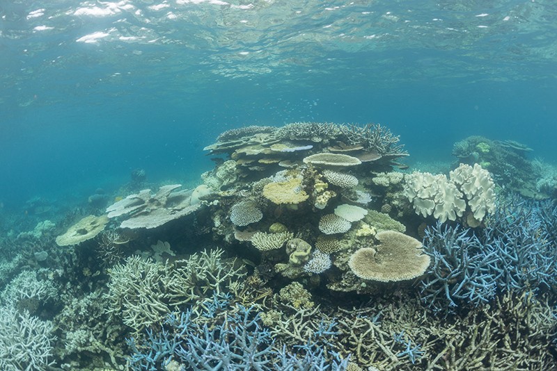 Coral bleaching underwater in the northern Great Barrier Reef of Australia in 2017.