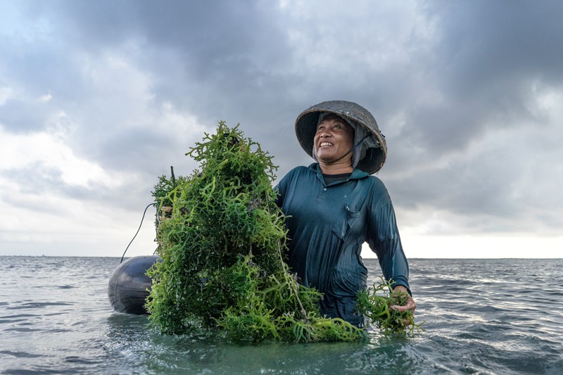 A female seaweed farmer stands in the shallows holding a mass of seaweed in Indonesia