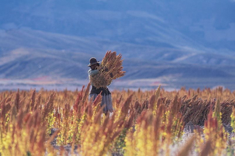 A Bolivian woman in traditional dress carrying a bushel of quinoa in a field