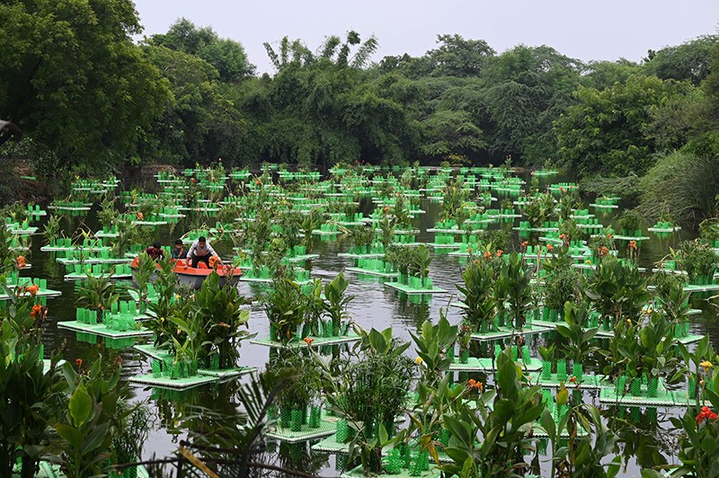 Workers inspect floating rafts of umbrella grass in a lake.