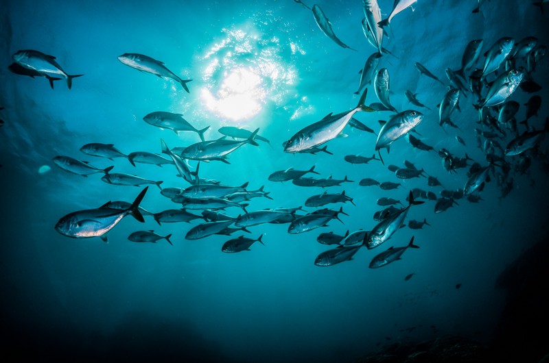 Banc de poissons pélagiques argentés dans l'océan