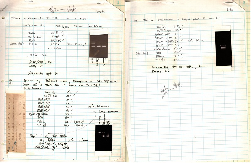 An excerpt from Robert Malone’s lab notebooks, describing the 1989 synthesis of mRNA for injection into mice