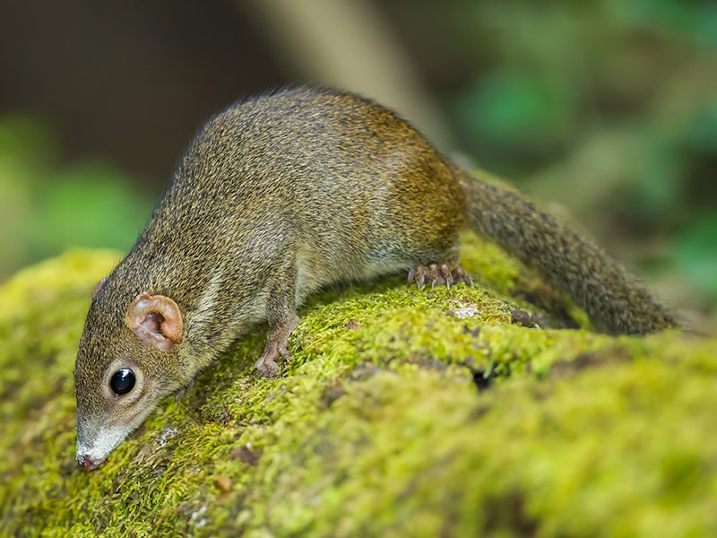 Close up of common treeshrew (Tupaia glis) in forest of Thailand.