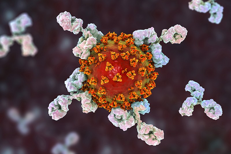 Illustration of antibodies (y-shaped) responding to an infection with the SARS-CoV-2 virus.