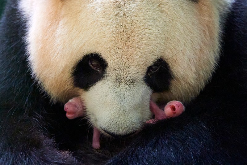 Giant panda holding her twin newborn babies.
