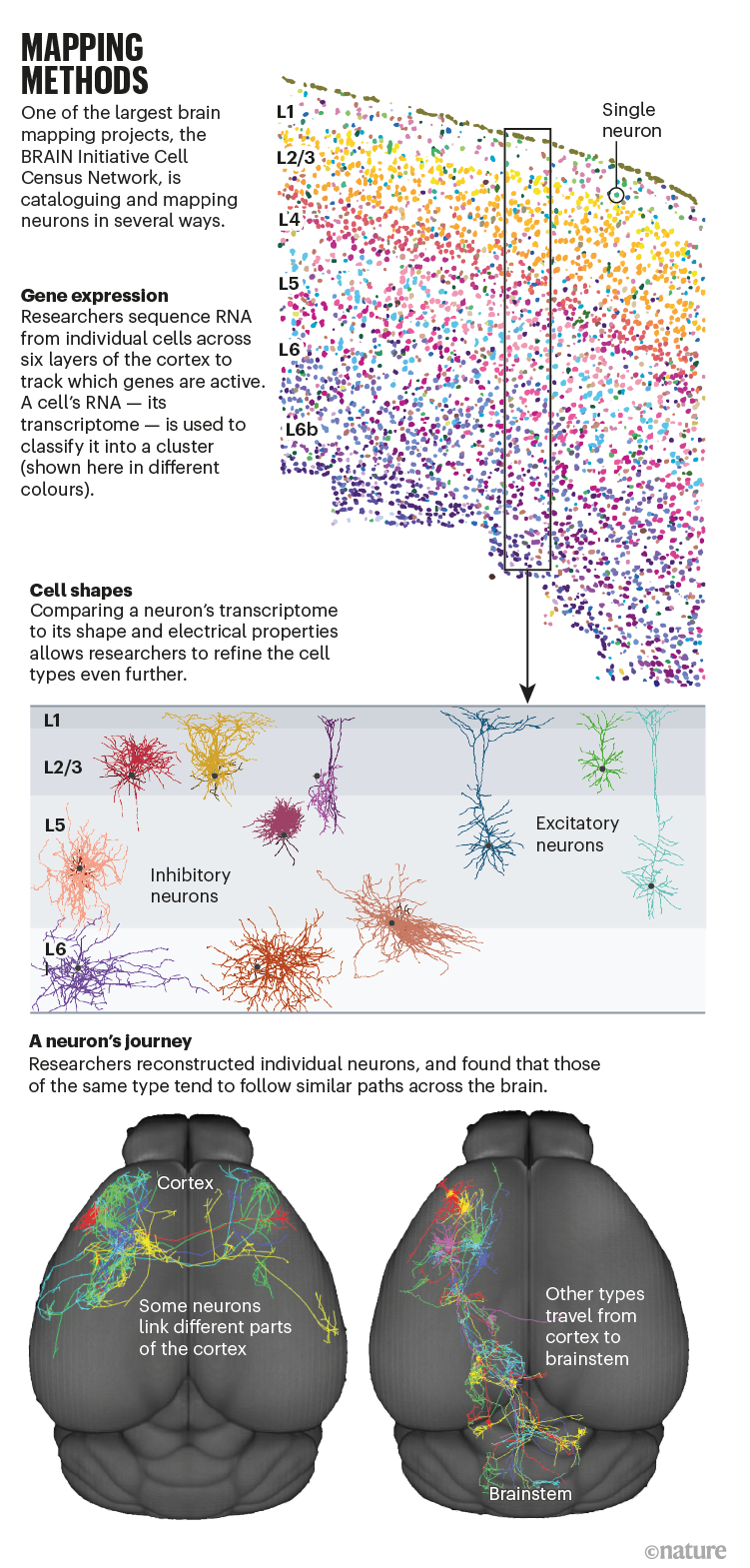 MAPPING METHODS: infographic showing how the BRAIN initiative Cell Census Network catalogues and maps neurons