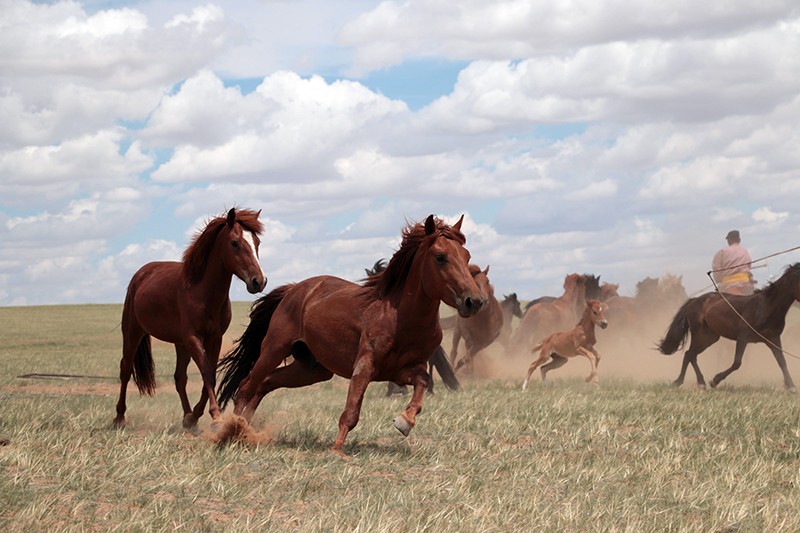 Horses being herded by a person on grassland.