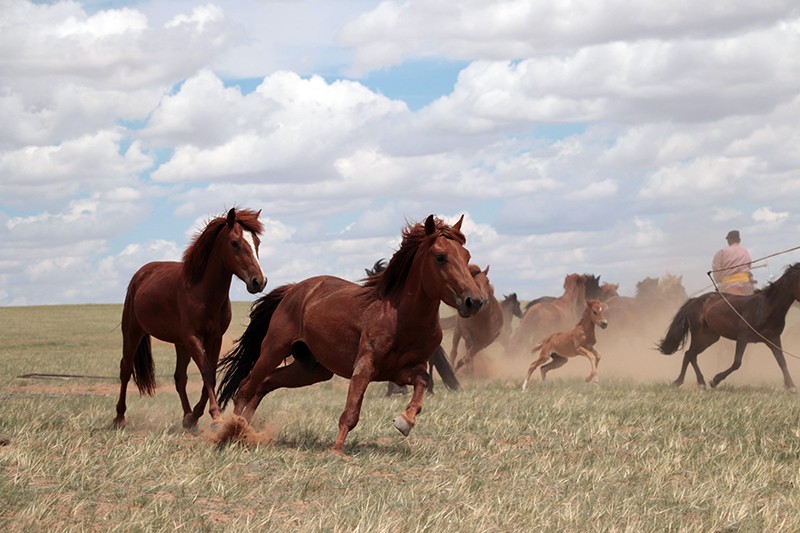 Ancient points to of modern domestic horses