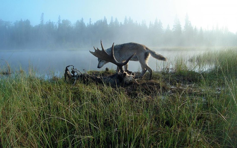 A wolf scavenging a moose carcass by a misty lake