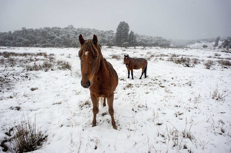 A pair of brumbies are seen in a snowy Kosciuszko National Park