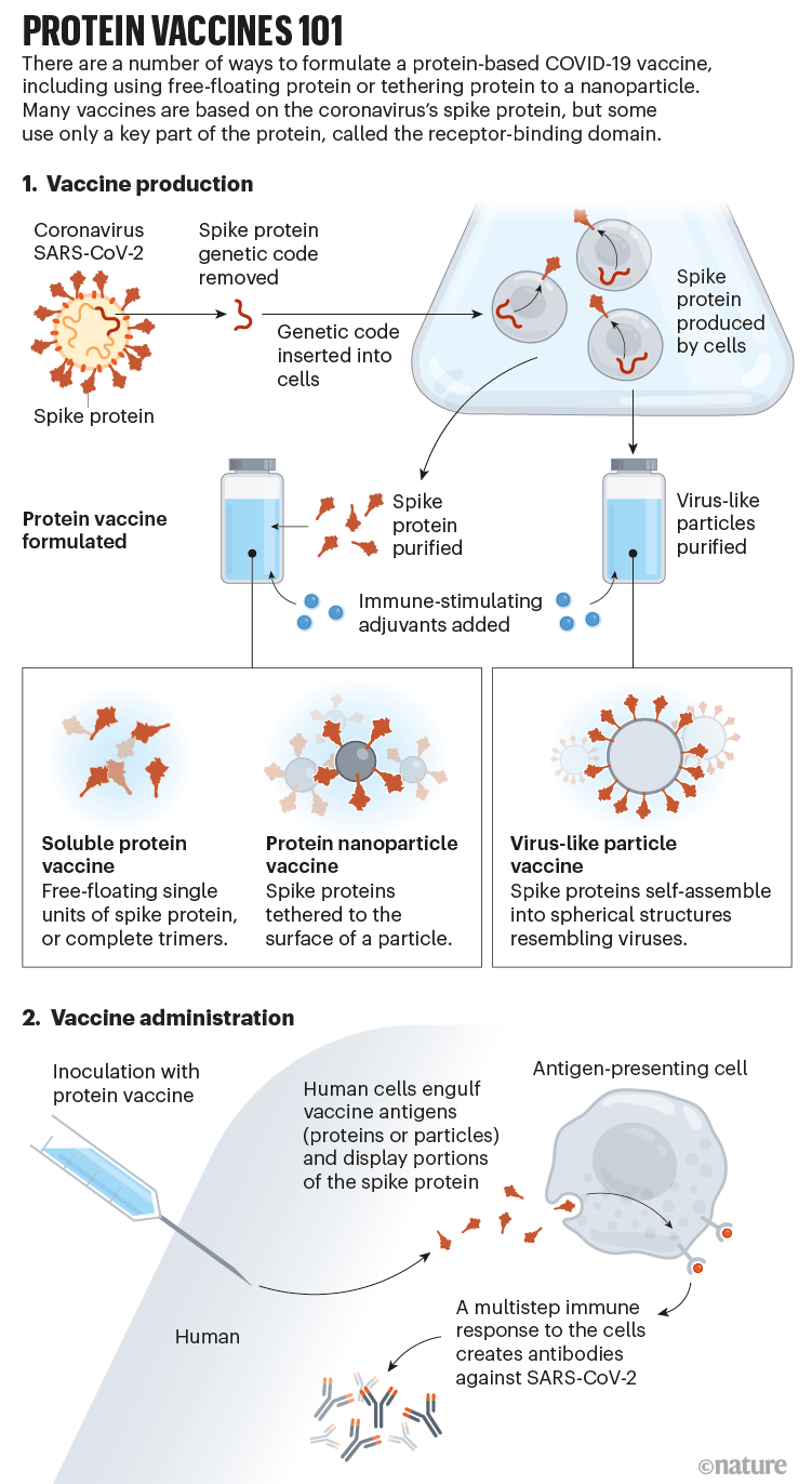 Vaksin protein 101: Infografis yang menunjukkan bagaimana vaksin berbasis protein COVID-19 dibuat, dan bagaimana tubuh bereaksi terhadapnya.