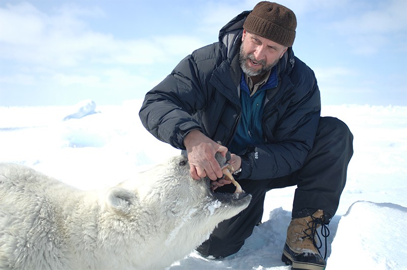 Andrew Derocher menilai keausan gigi dan kerusakan taring beruang kutub dewasa