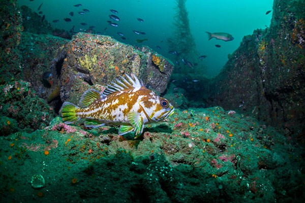 Copper Rockfish on a rock