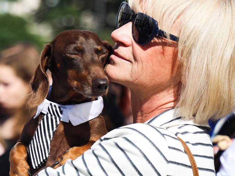 The Dachshund Parade marched the Royal Route to enter the Main Square in Krakow.