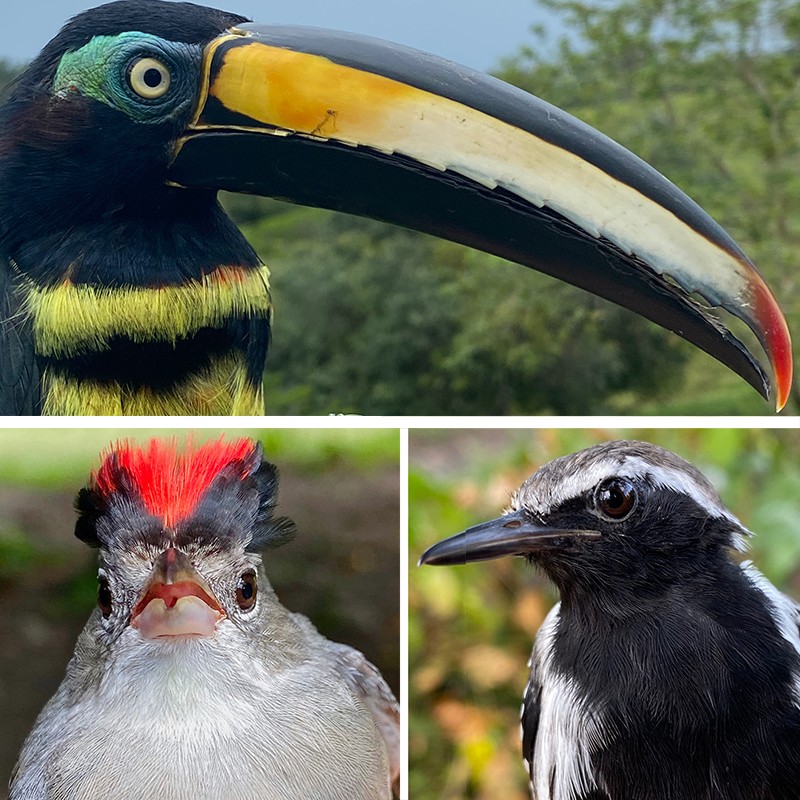 Three birds: top, a Many-banded Araçari; bottom left, a Pileated Finch; bottom right, a White-fringed Antwren.