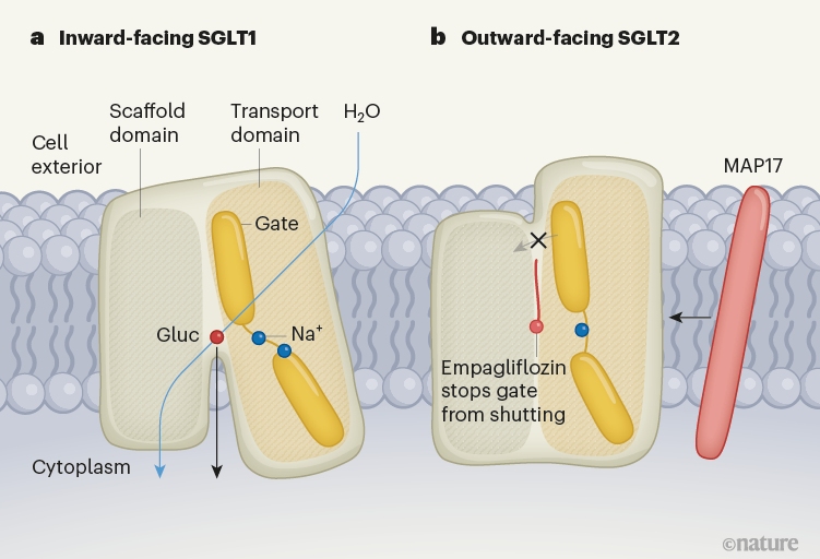 transporter-protein-structures-show-how-salt-gets-a-sweet-ride-into-cells