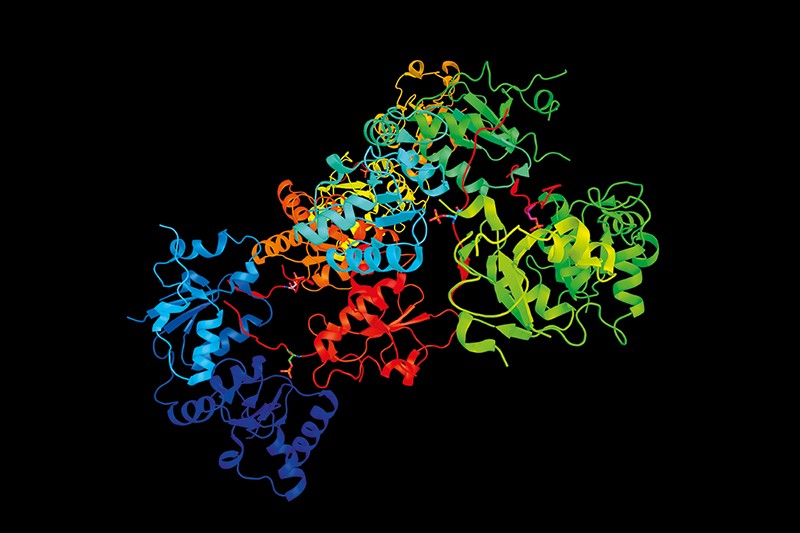 human BRCA1 protein