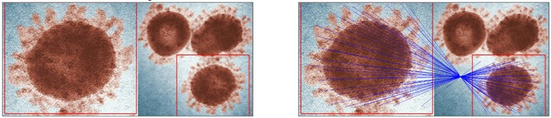 An example from Proofig of the manipulation of a digitally colorized transmission electron microscopic (TEM) of virions.